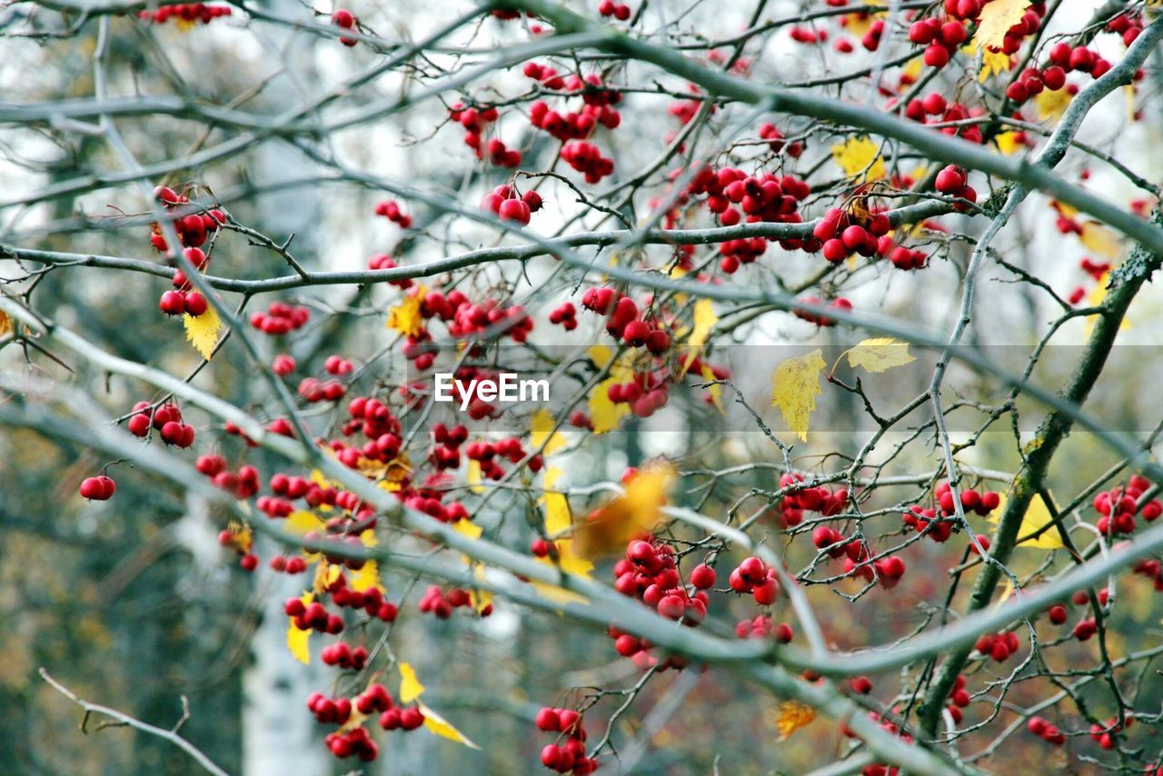 Low angle view of berries on tree during autumn