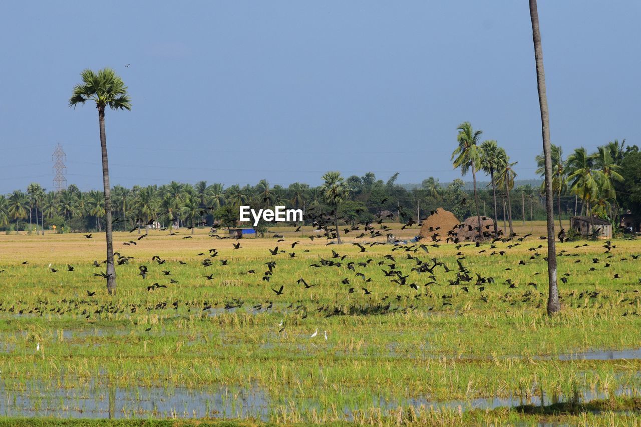 VIEW OF SHEEP ON LANDSCAPE AGAINST SKY