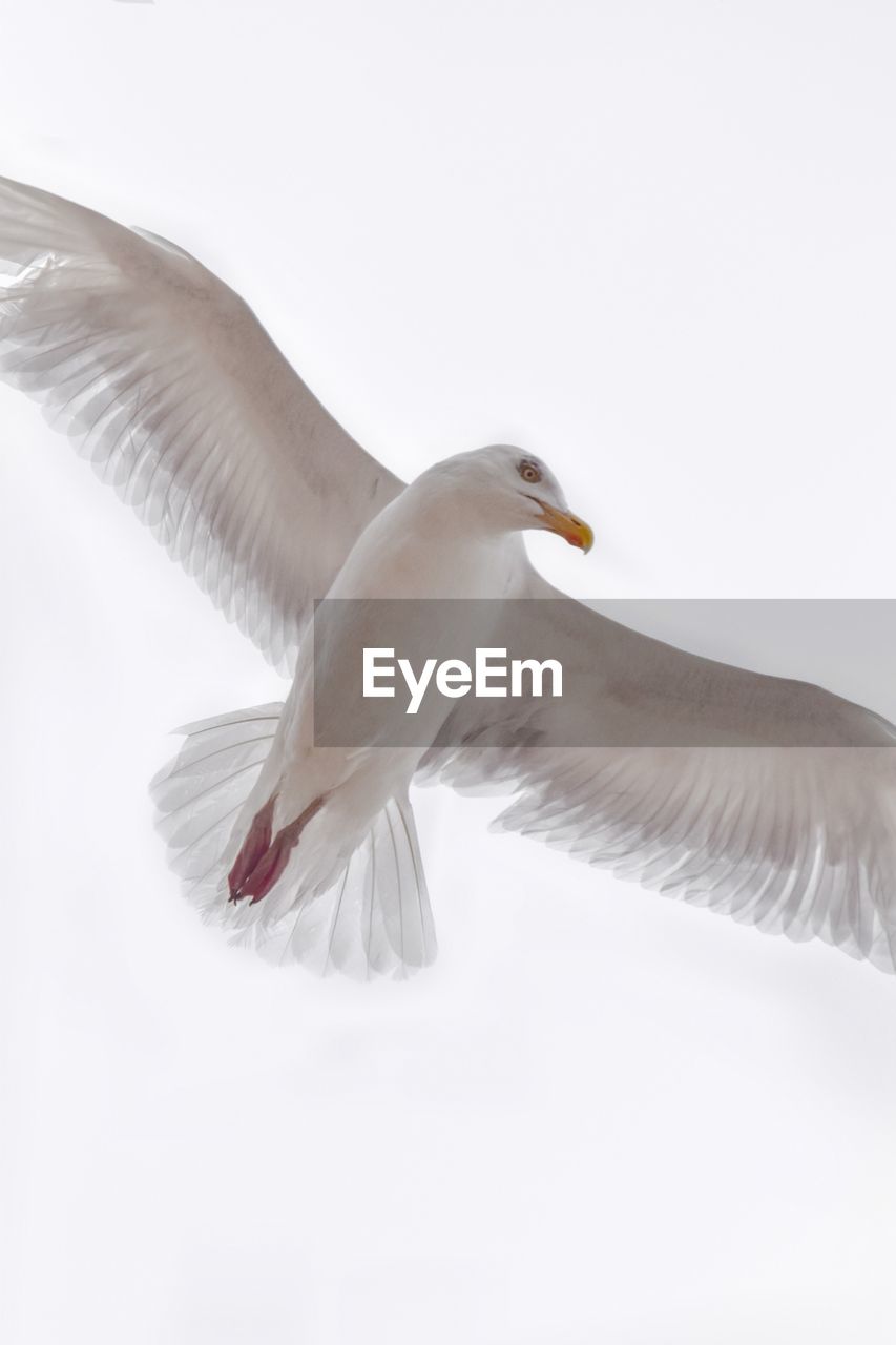 Low angle view of seagull flying over white background