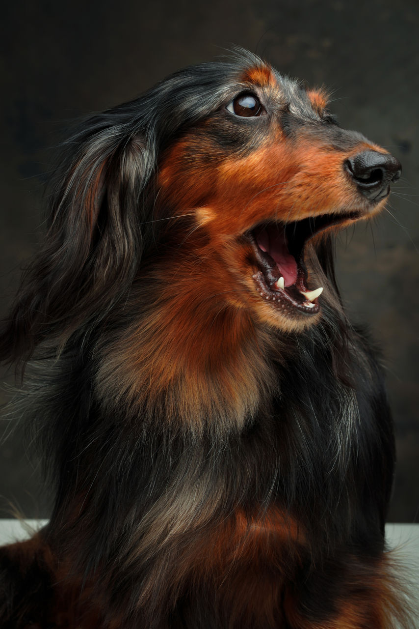 Close-up portrait of a dachshund dog on a grey background