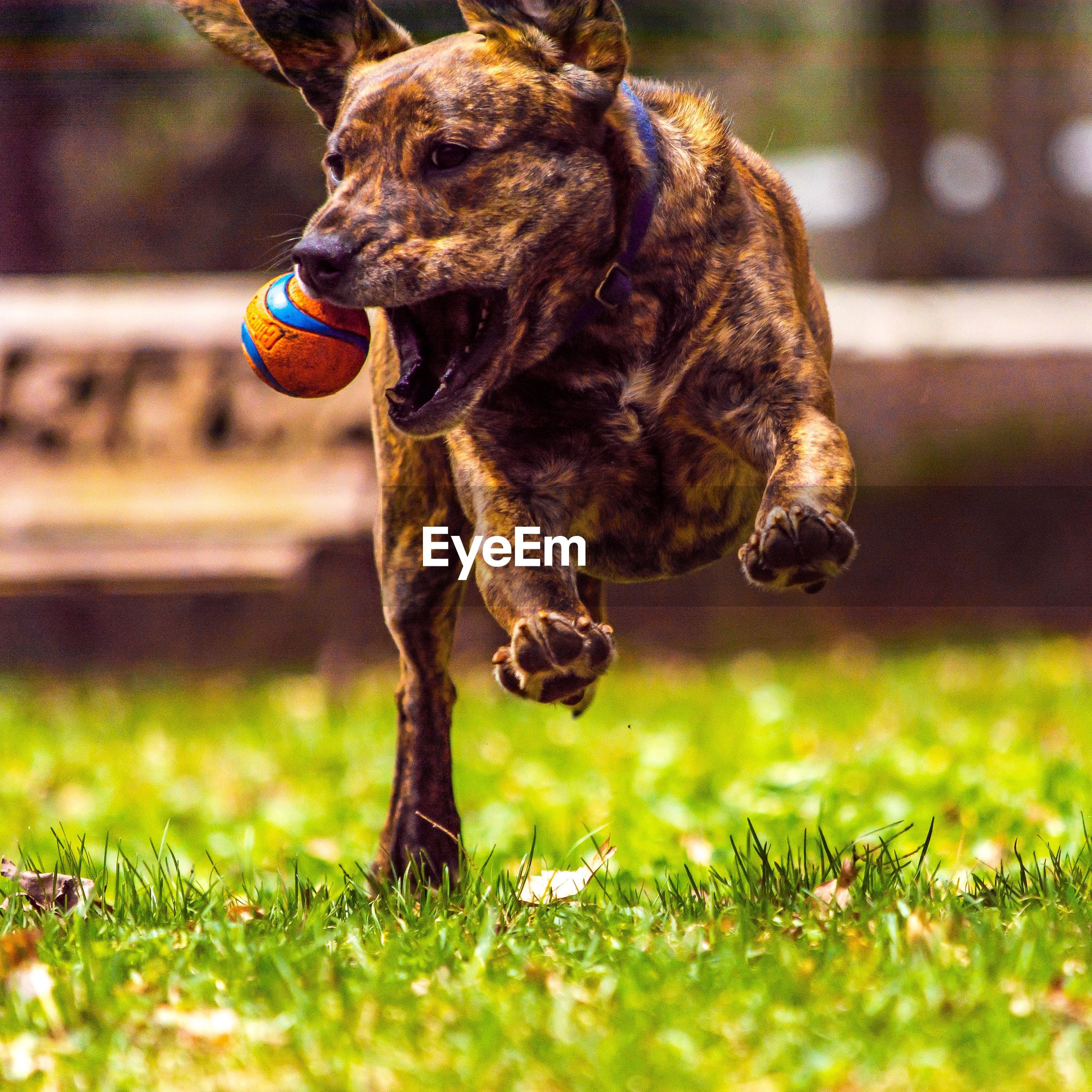 Dog on field | ID: 104846465