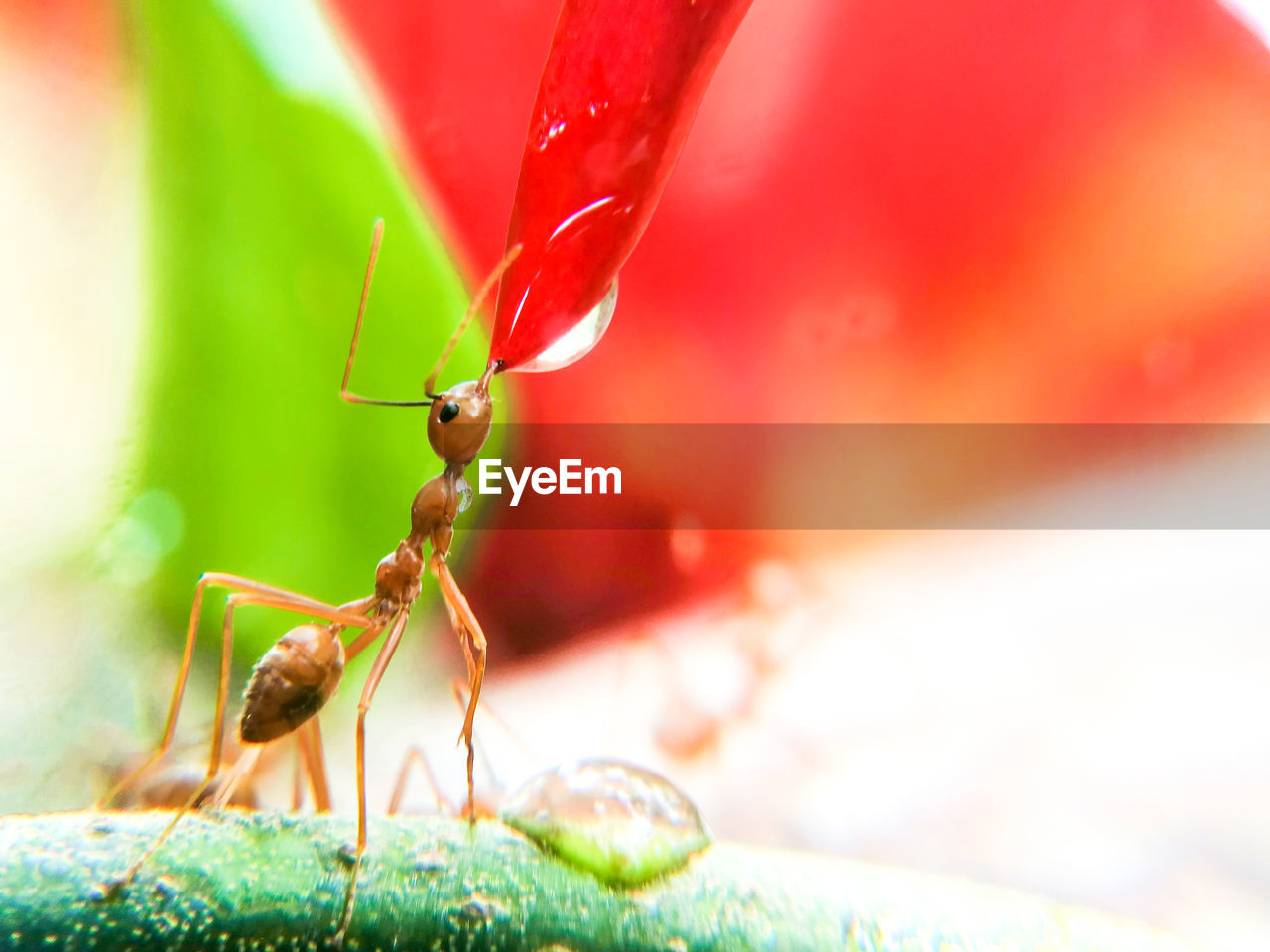 CLOSE-UP OF ANTS