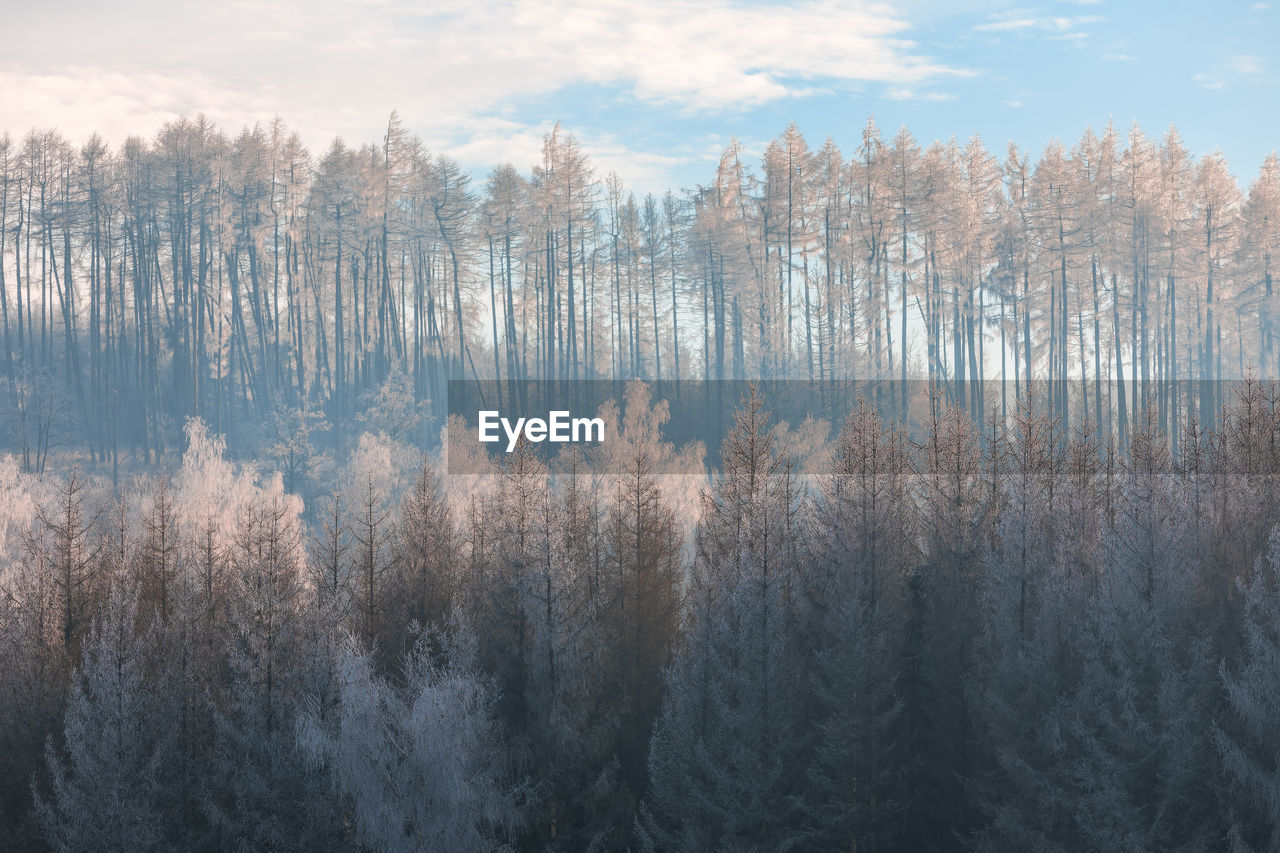 PANORAMIC SHOT OF TREES IN FOREST