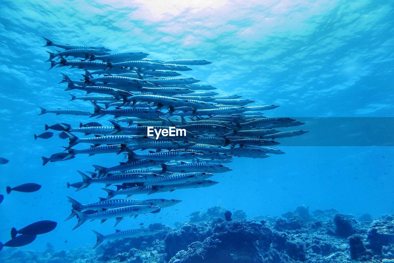 VIEW OF FISH SWIMMING IN SEA