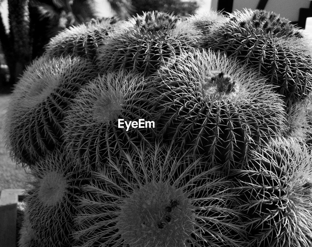 CLOSE-UP OF CACTUS IN PLANT