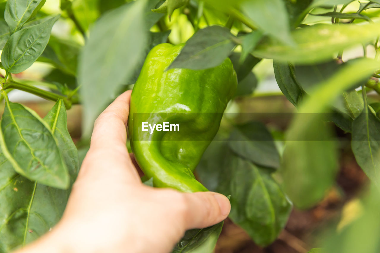 cropped hand of man holding bell pepper