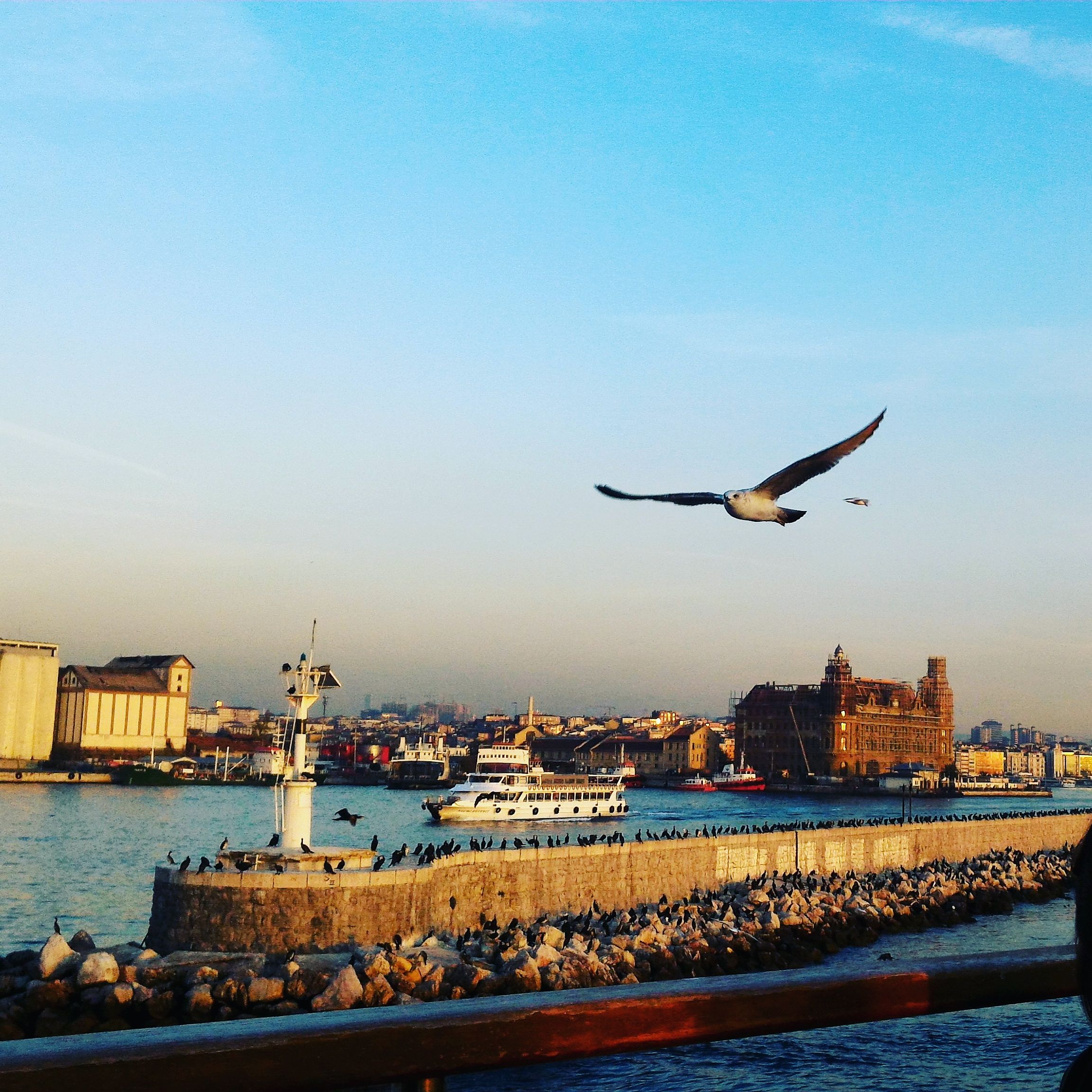 Seagull Sea Bird Animals In The Wild Cityscape Eyeem
