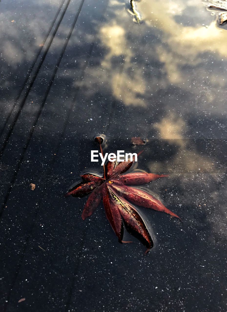HIGH ANGLE VIEW OF DRY LEAF ON WATER