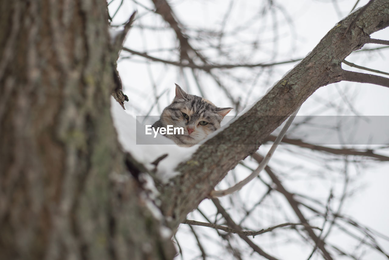 animal, animal themes, tree, branch, mammal, one animal, plant, feline, cat, winter, wildlife, animal wildlife, nature, domestic animals, no people, pet, portrait, tree trunk, trunk, domestic cat, outdoors, looking at camera, selective focus