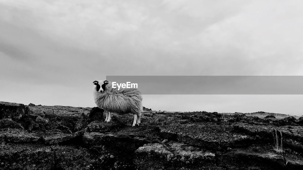Sheep on rock formation against cloudy sky