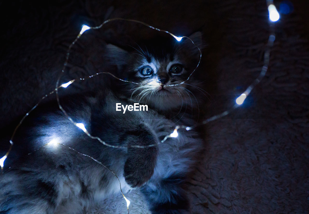 Close-up portrait of cat with illuminated string light