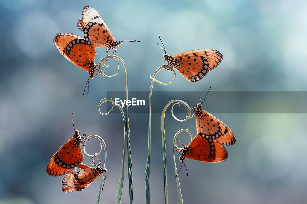 Close-up of butterflies on plant stem