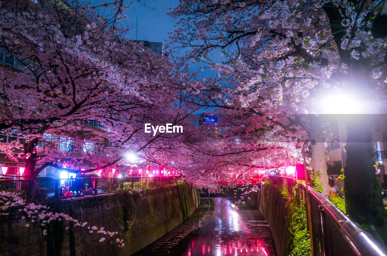 Canal amidst cherry trees in city at night