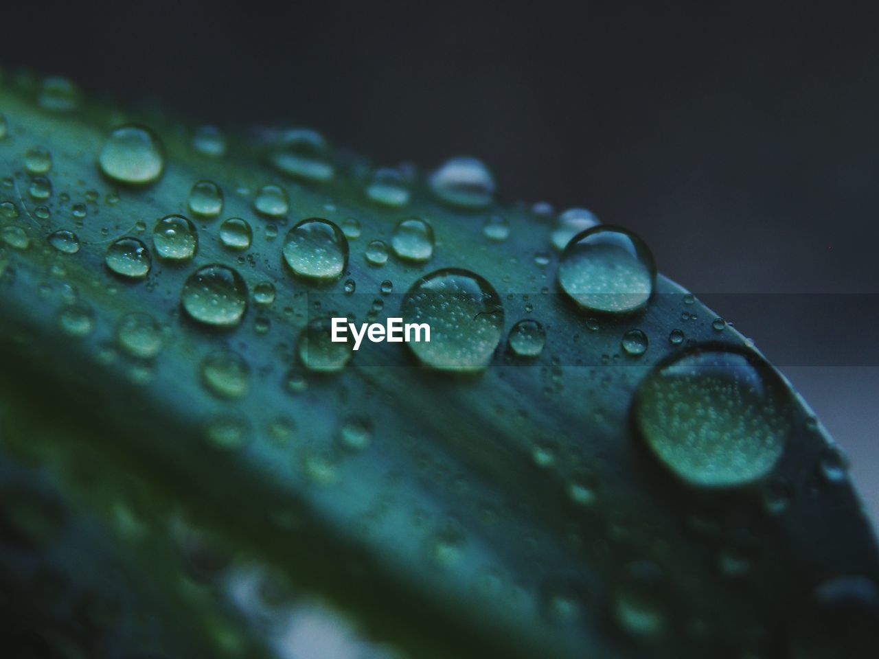 Close-up of raindrops on leaves