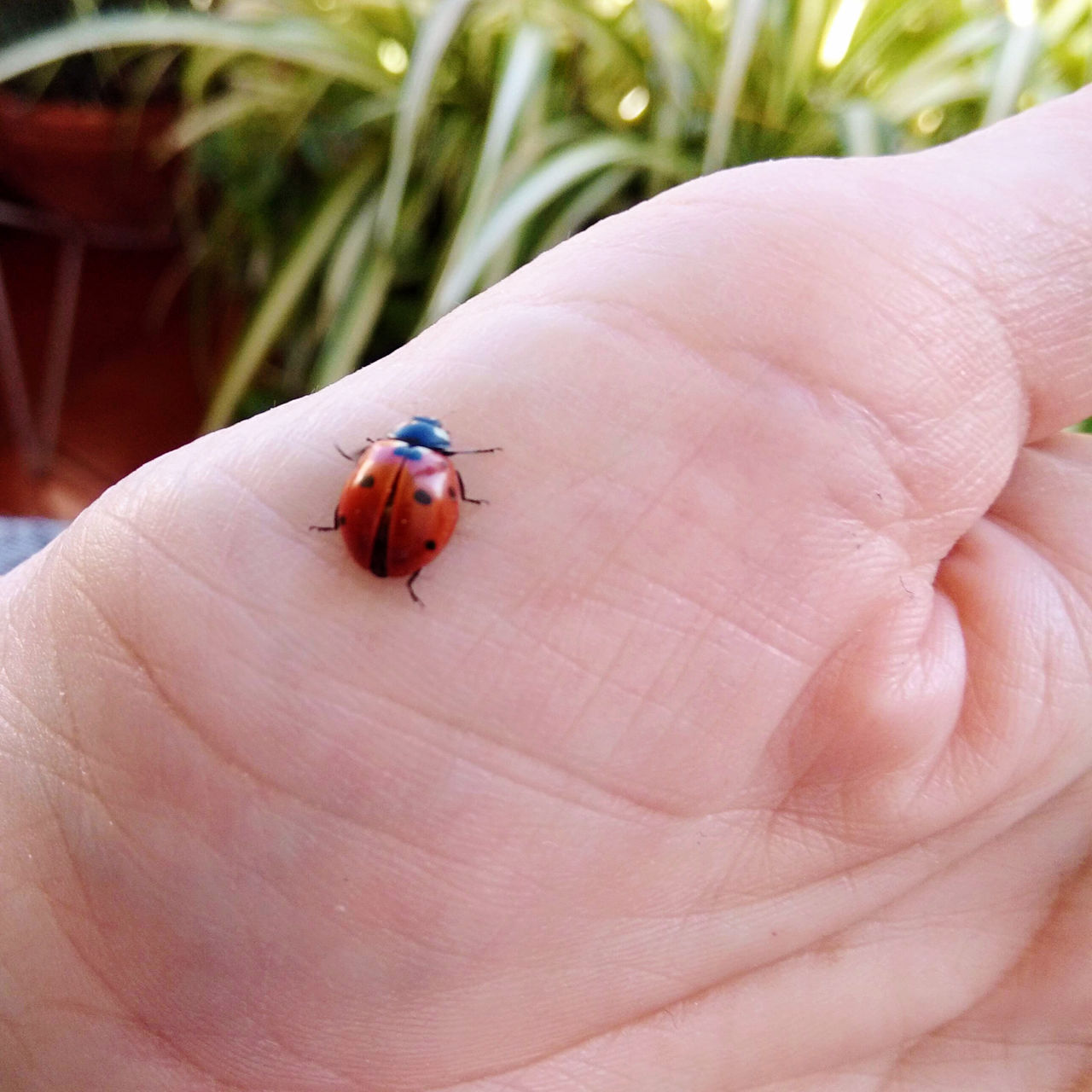 ladybug, animal, hand, animal themes, insect, animal wildlife, one animal, beetle, wildlife, one person, close-up, finger, lap dog, focus on foreground, day, nature, red, macro photography, holding, outdoors