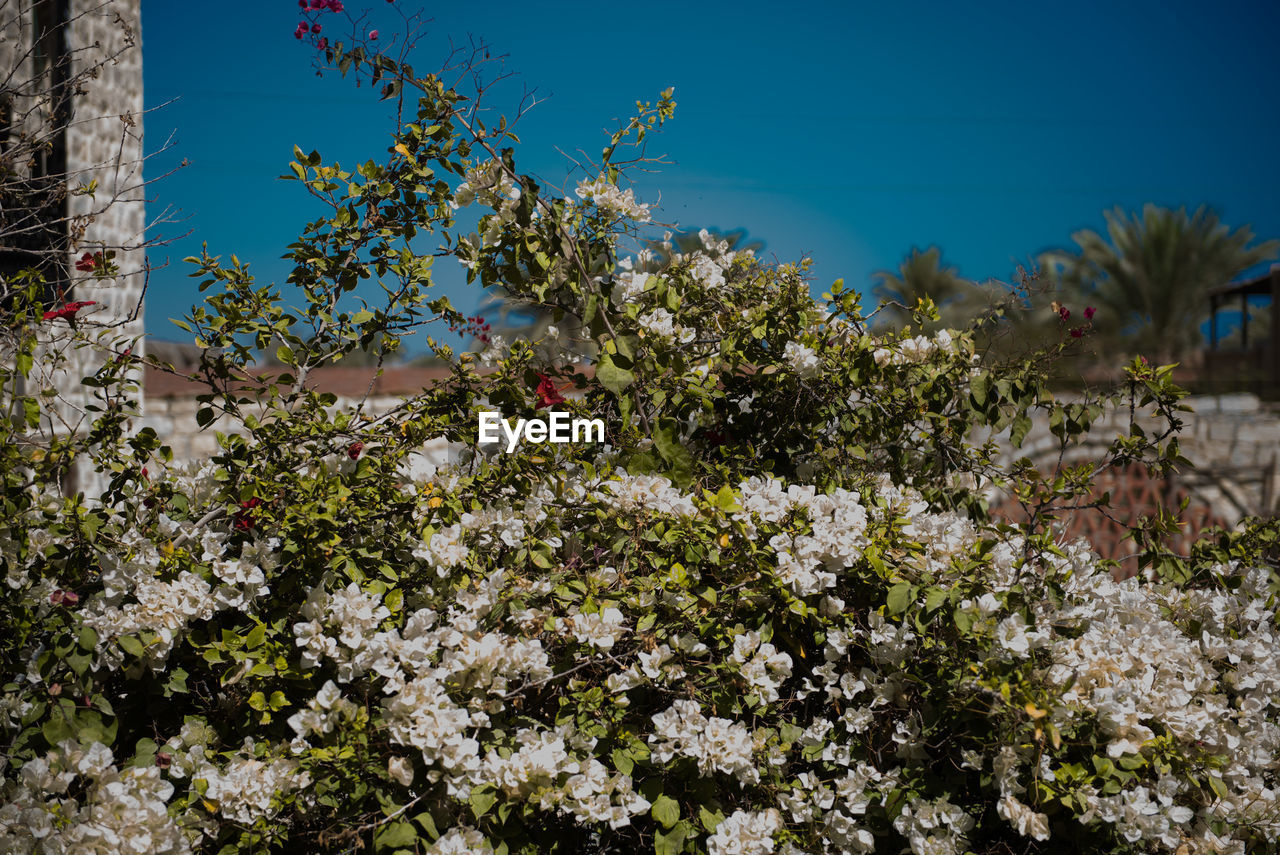 FLOWERS BLOOMING ON PLANT