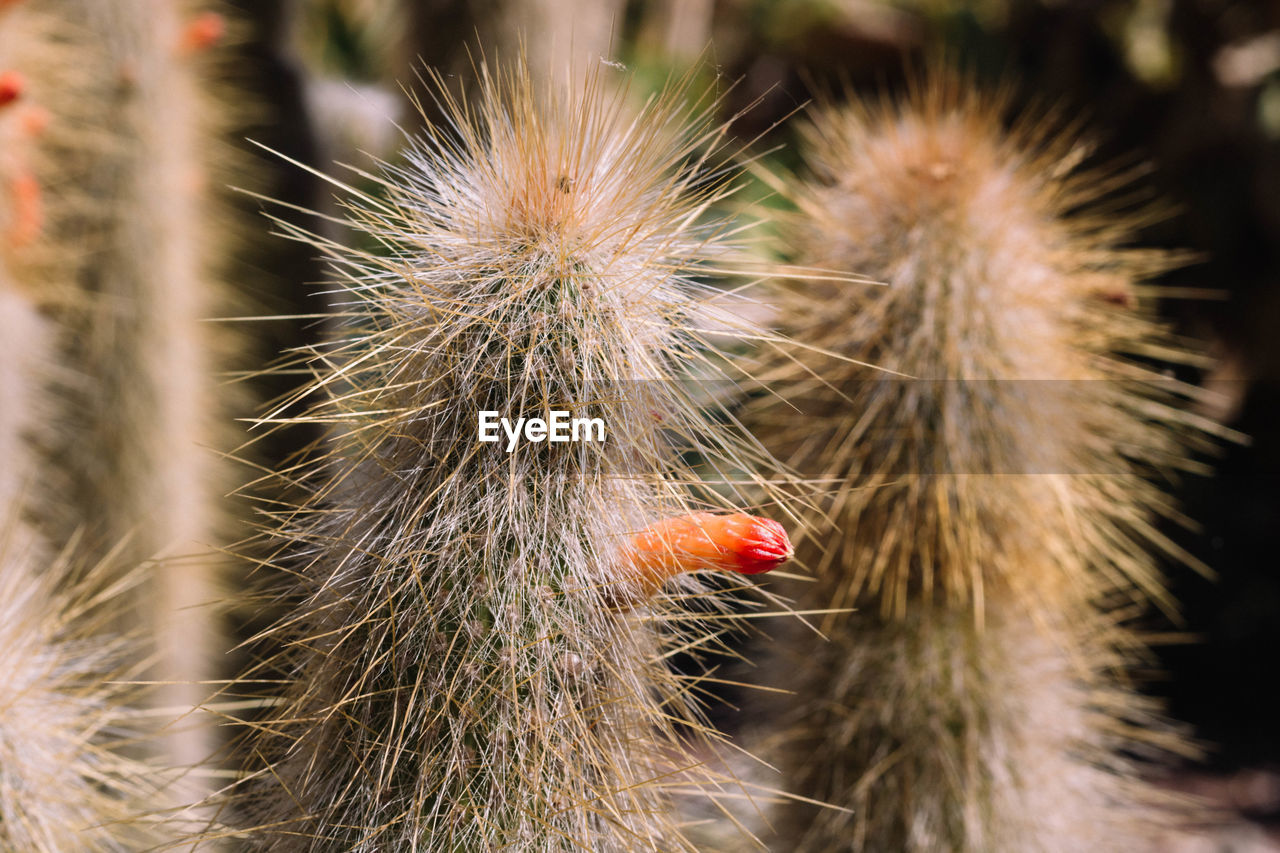 close-up, thorns, spines, and prickles, macro photography, nature, cactus, plant, no people, animal, animal themes, focus on foreground, outdoors, flower, thorn, plant stem, animal wildlife, beauty in nature, spiked, day, animal hair, one animal, sharp, succulent plant, grass, food