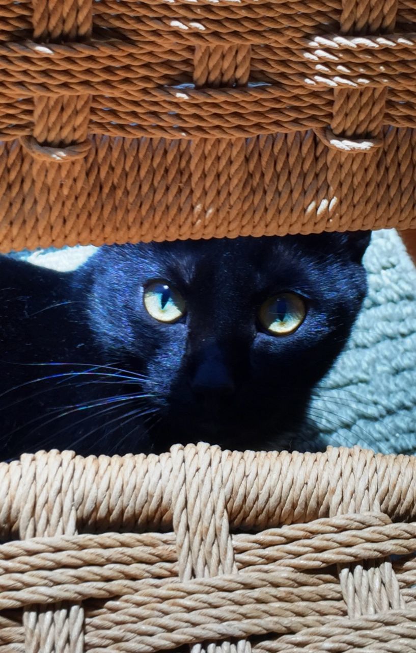 Portrait of cat in wicker basket