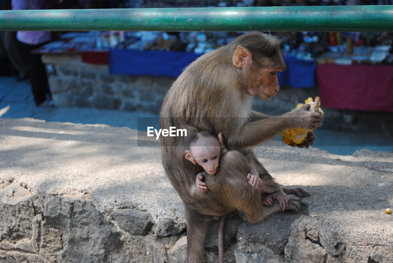 A monkey with baby on elephanta island, mumbai