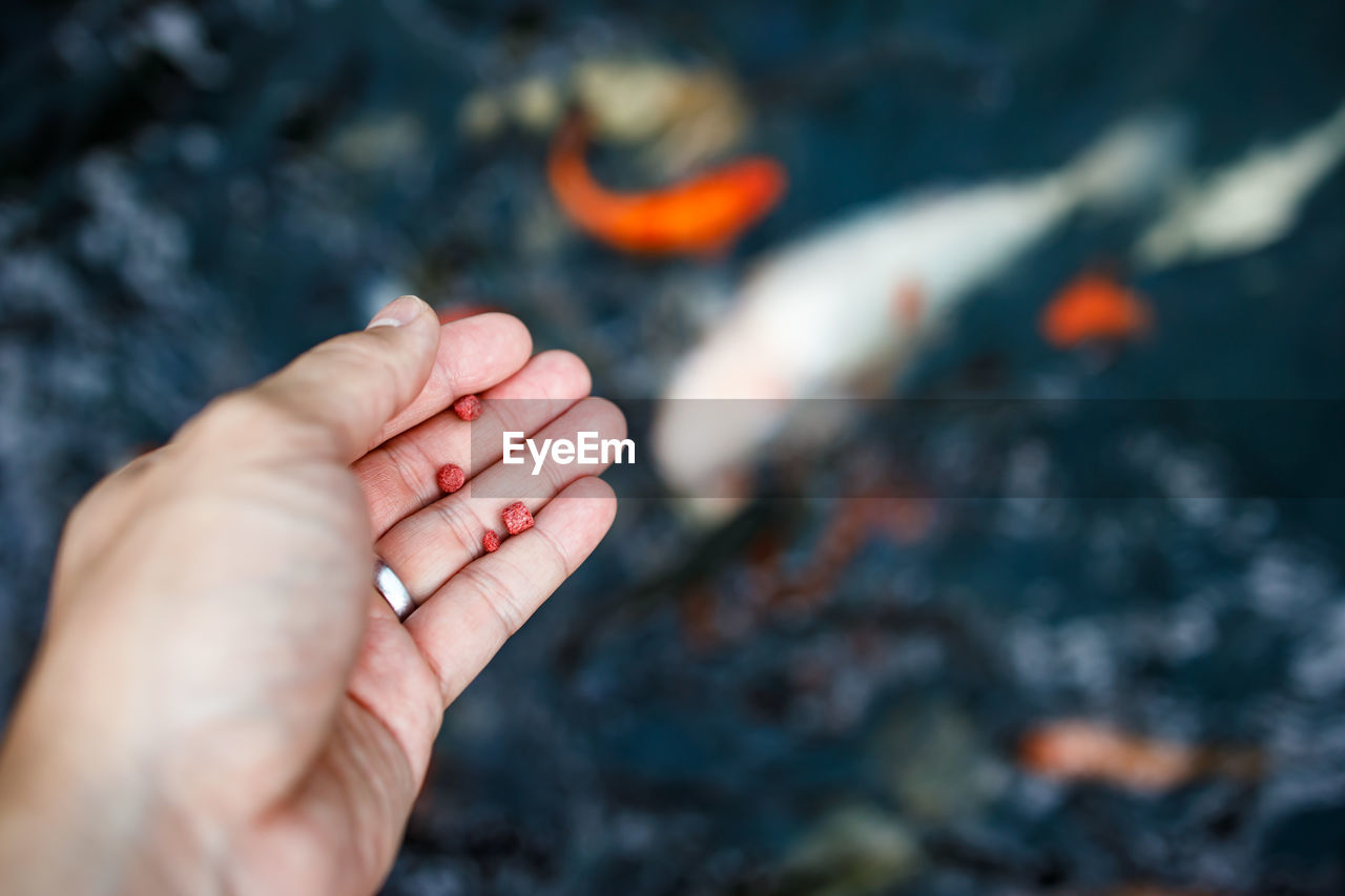Cropped image of hand holding fish food