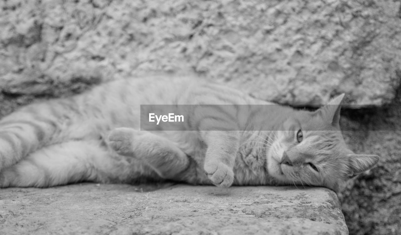 CLOSE-UP OF CAT SLEEPING ON BED