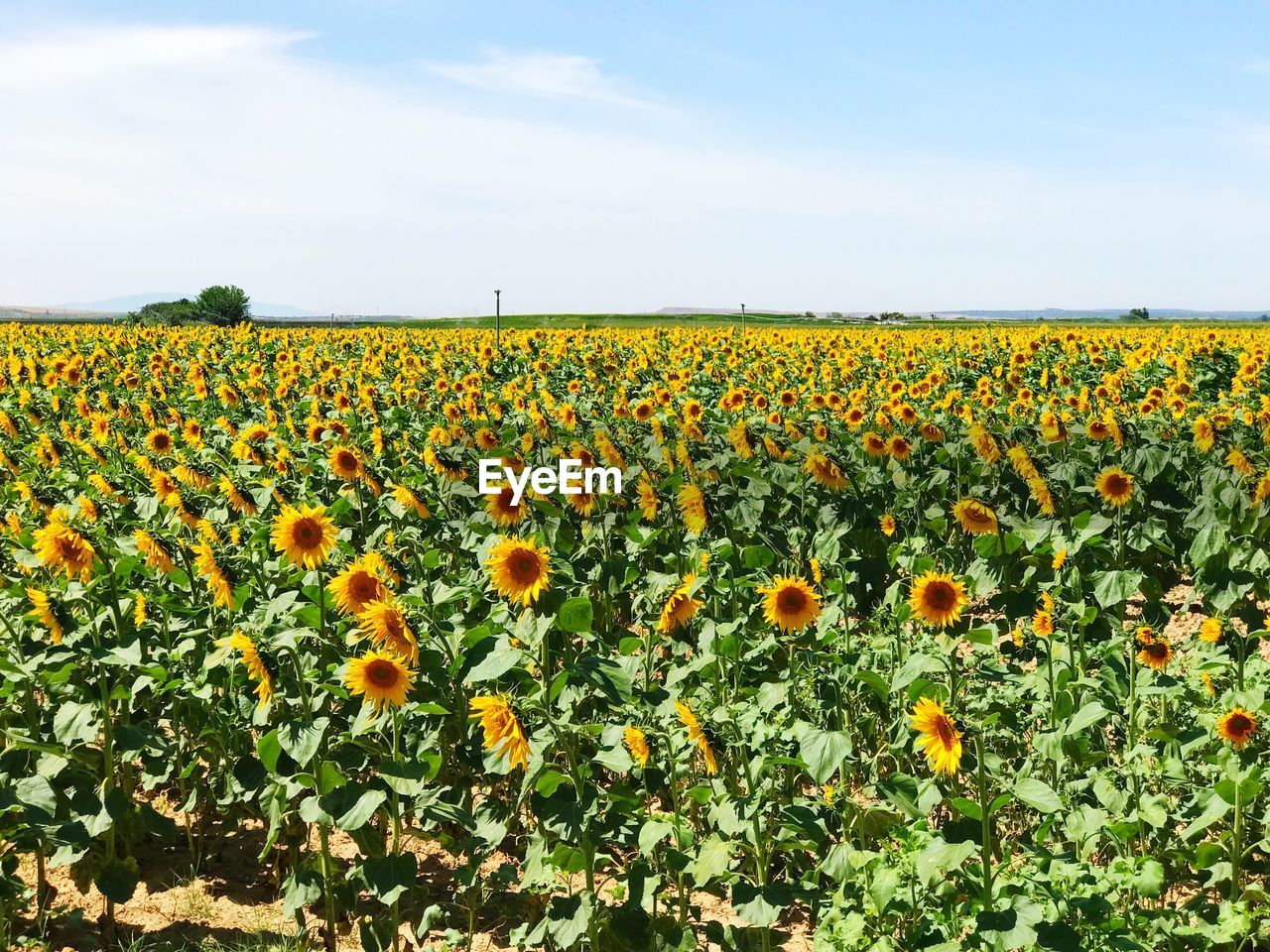 Yellow flowers growing in field ID 109086349