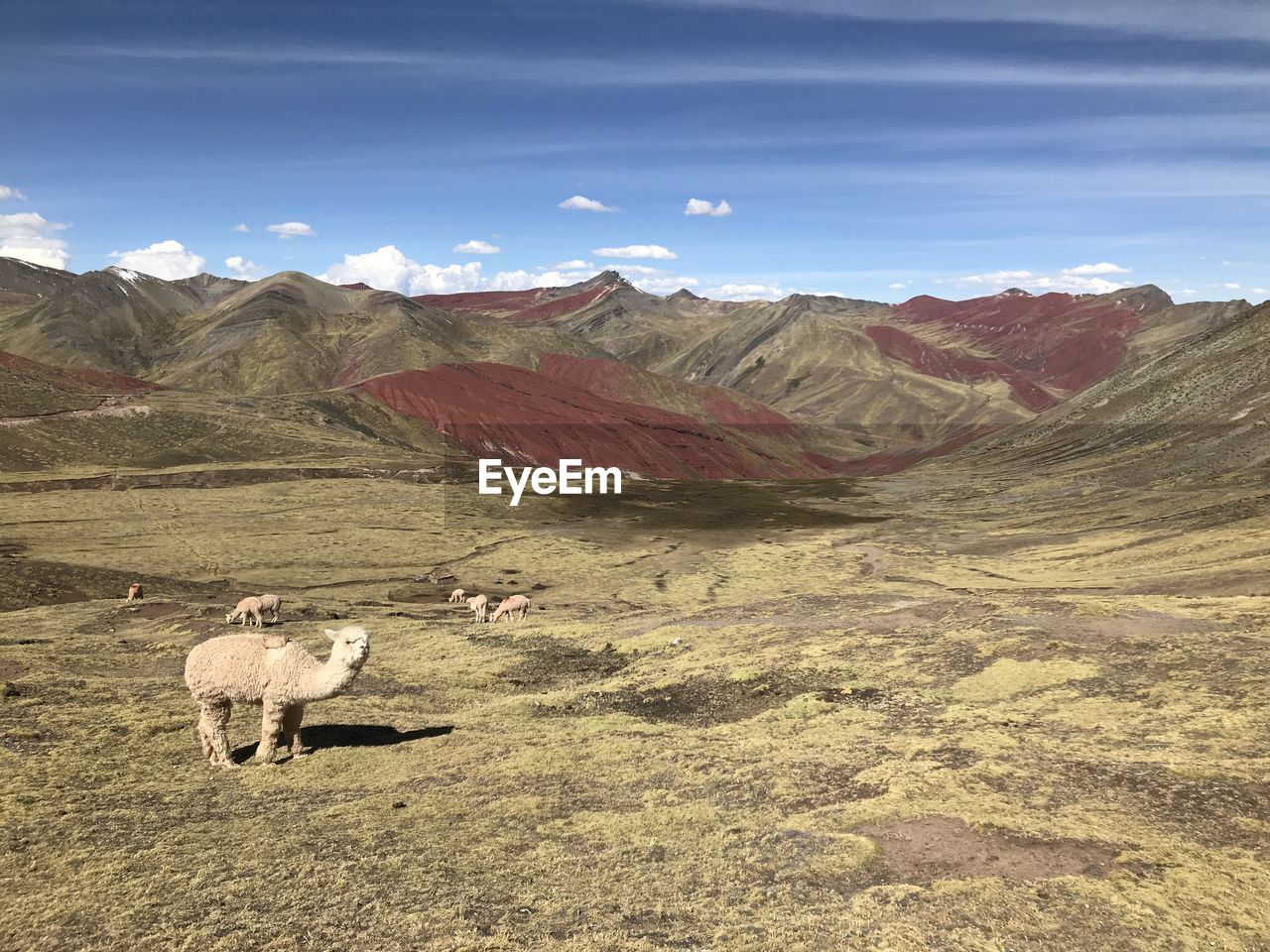 Llamas on landscape against sky