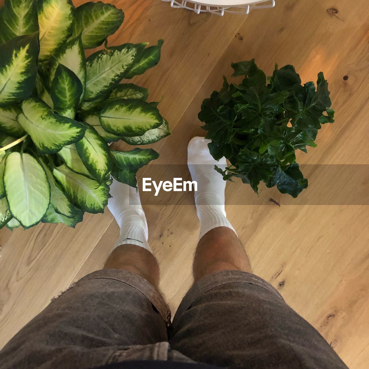 Low section of man standing amidst potted plants on hardwood floor