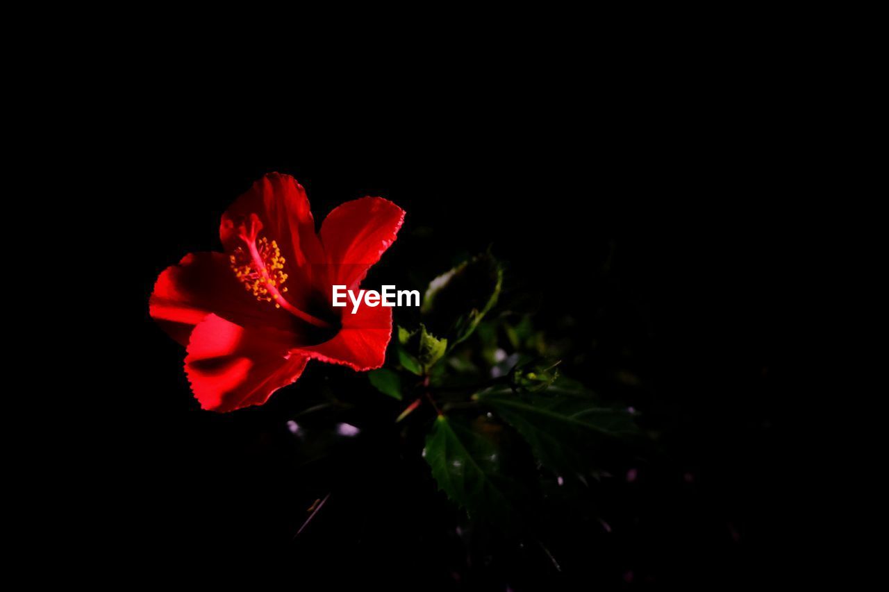 Zisunword Green Feel Mood Lonely Plant Red Flower On Eyeem
