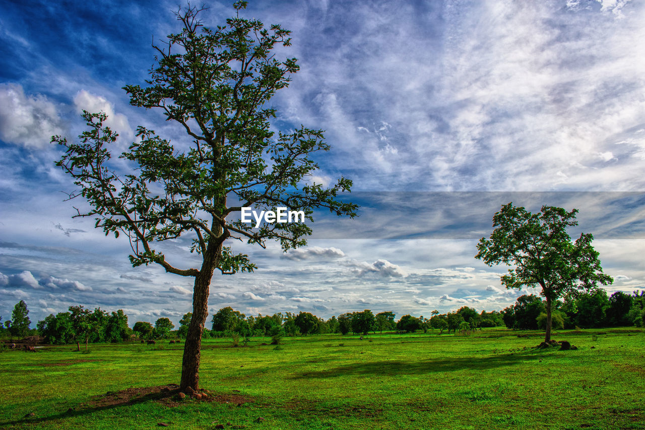 Trees on field against cloudy sky