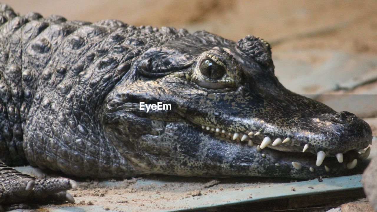 Close-up of alligator at blackpool zoo