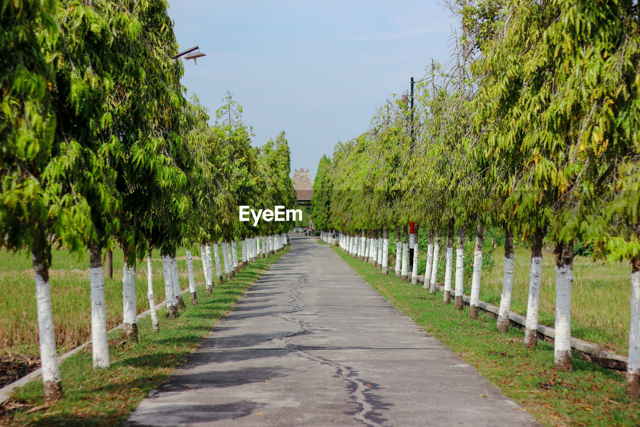 EMPTY ROAD ALONG PLANTS