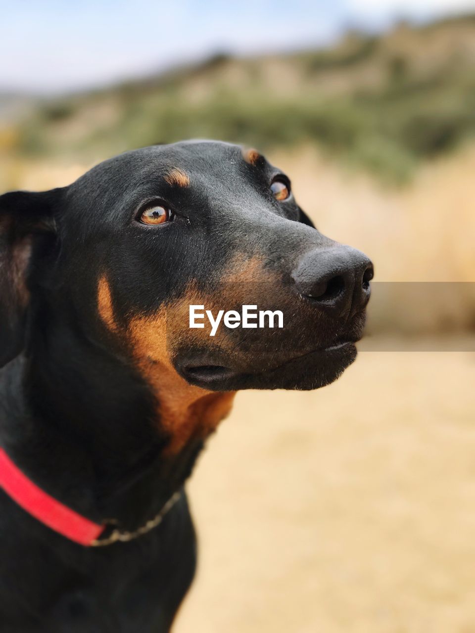 Close-up of dog looking away