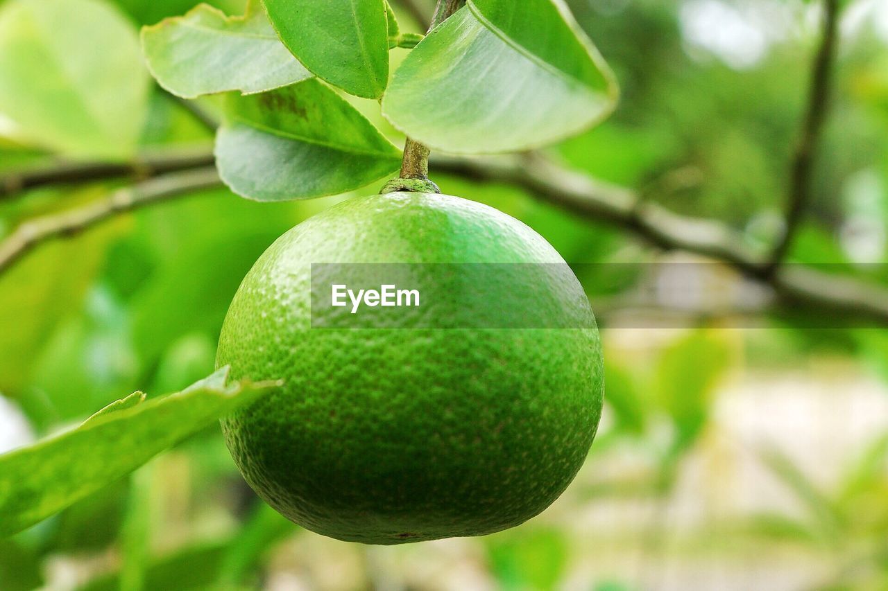 Lemon Thai Lemontree Lemon Tree Lemons Lemon Fruit On Eyeem