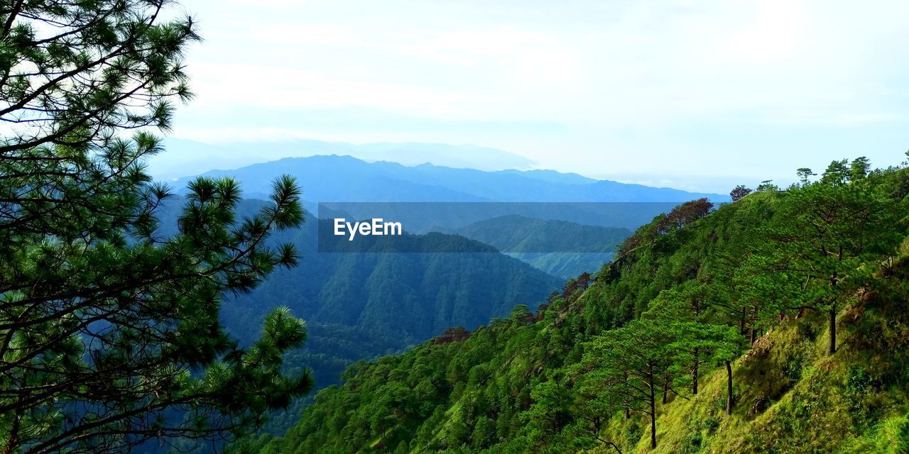 SCENIC VIEW OF TREES AND MOUNTAINS AGAINST SKY