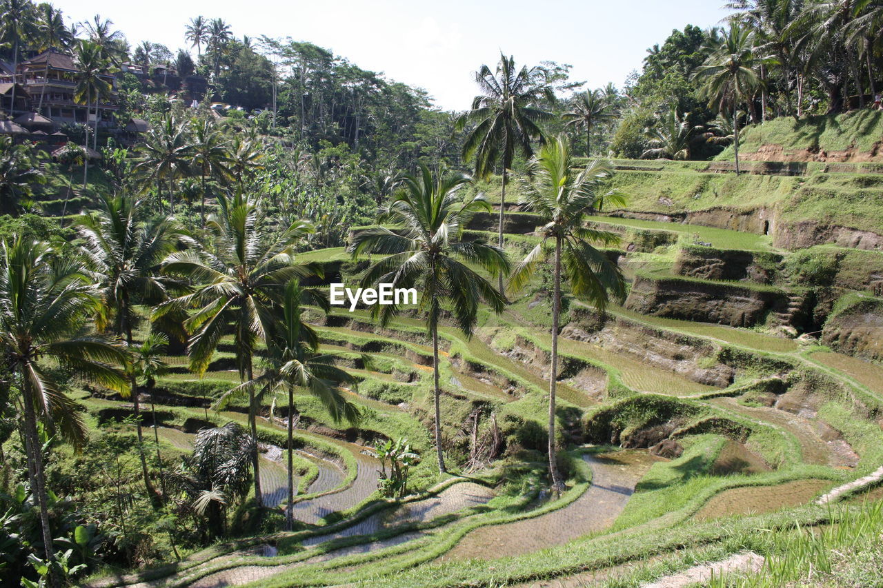Scenic view of landscape
