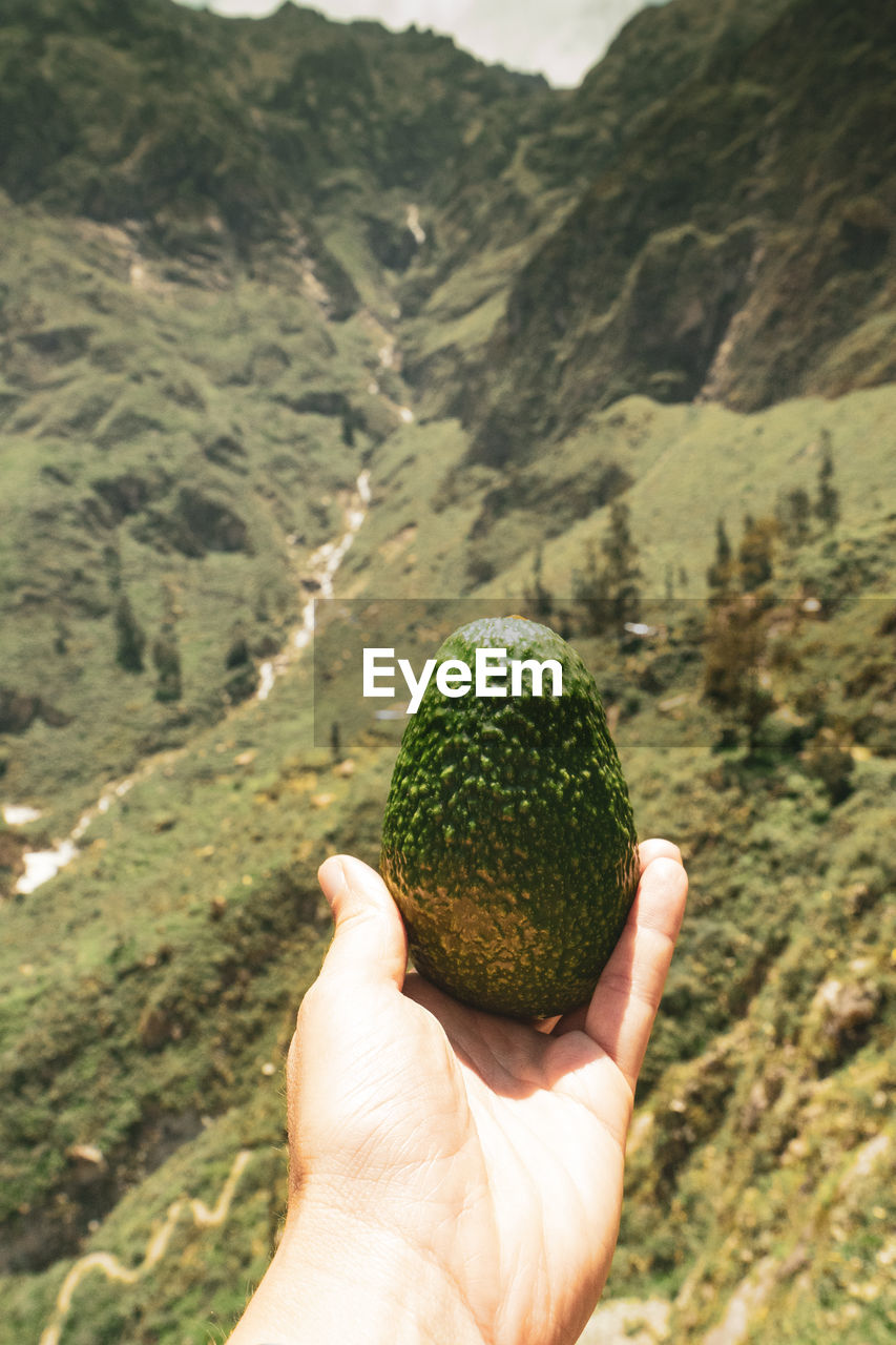 CROPPED IMAGE OF PERSON HOLDING APPLE