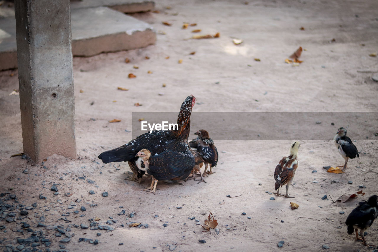 HIGH ANGLE VIEW OF A BIRDS ON THE FLOOR