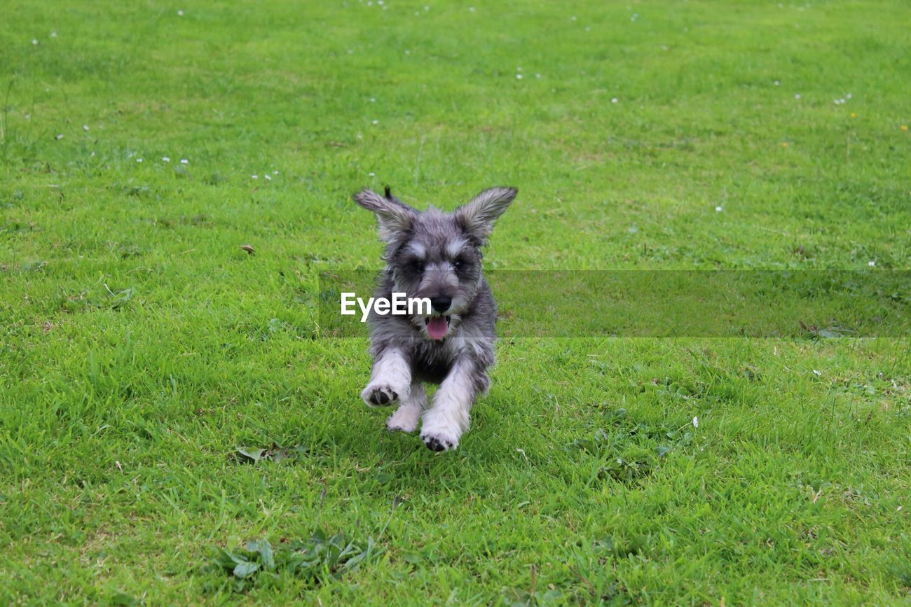 miniature schnauzer running