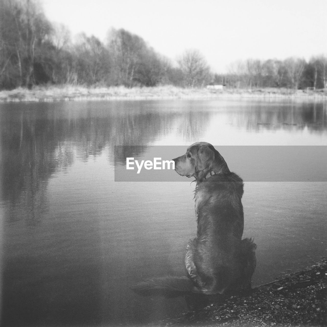 Dog relaxing by lake against sky