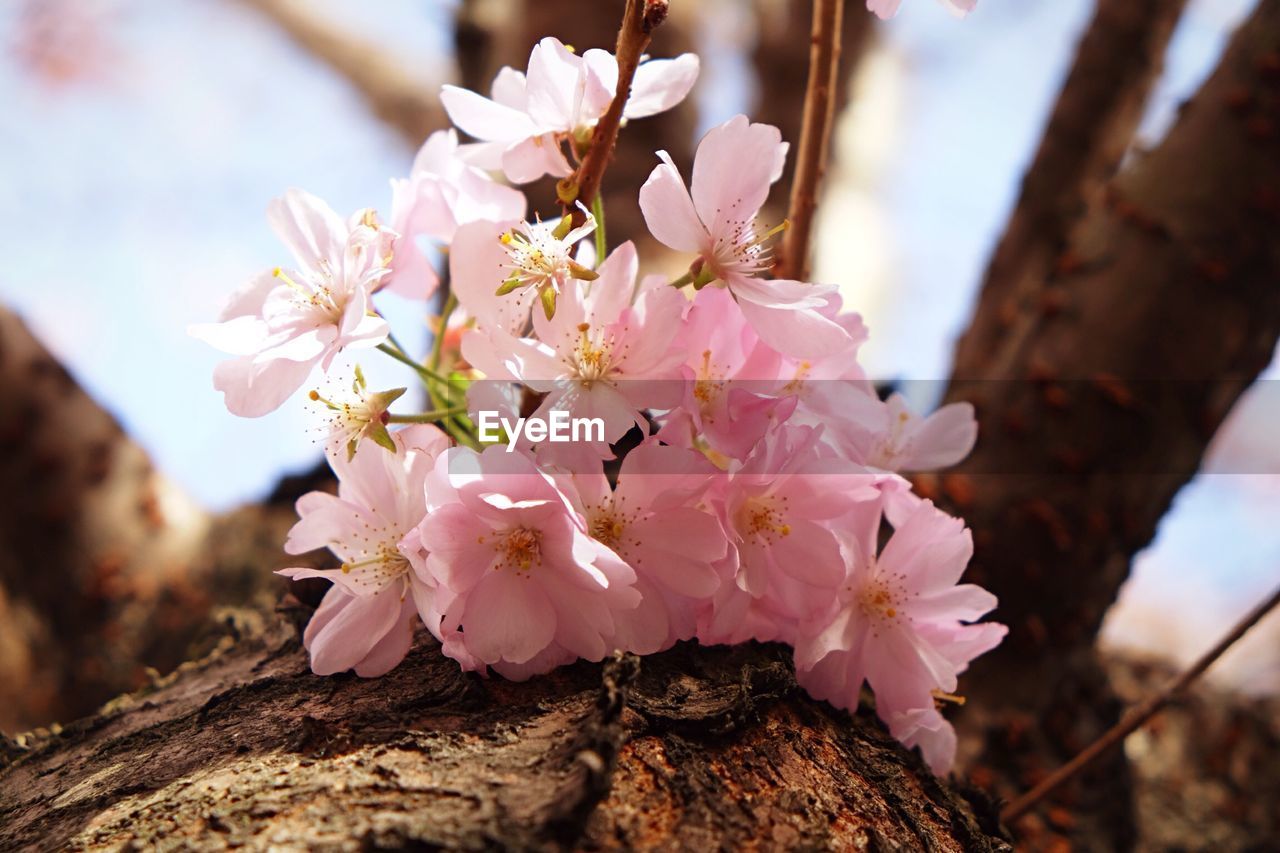 CLOSE-UP OF PINK FLOWERS ON TREE