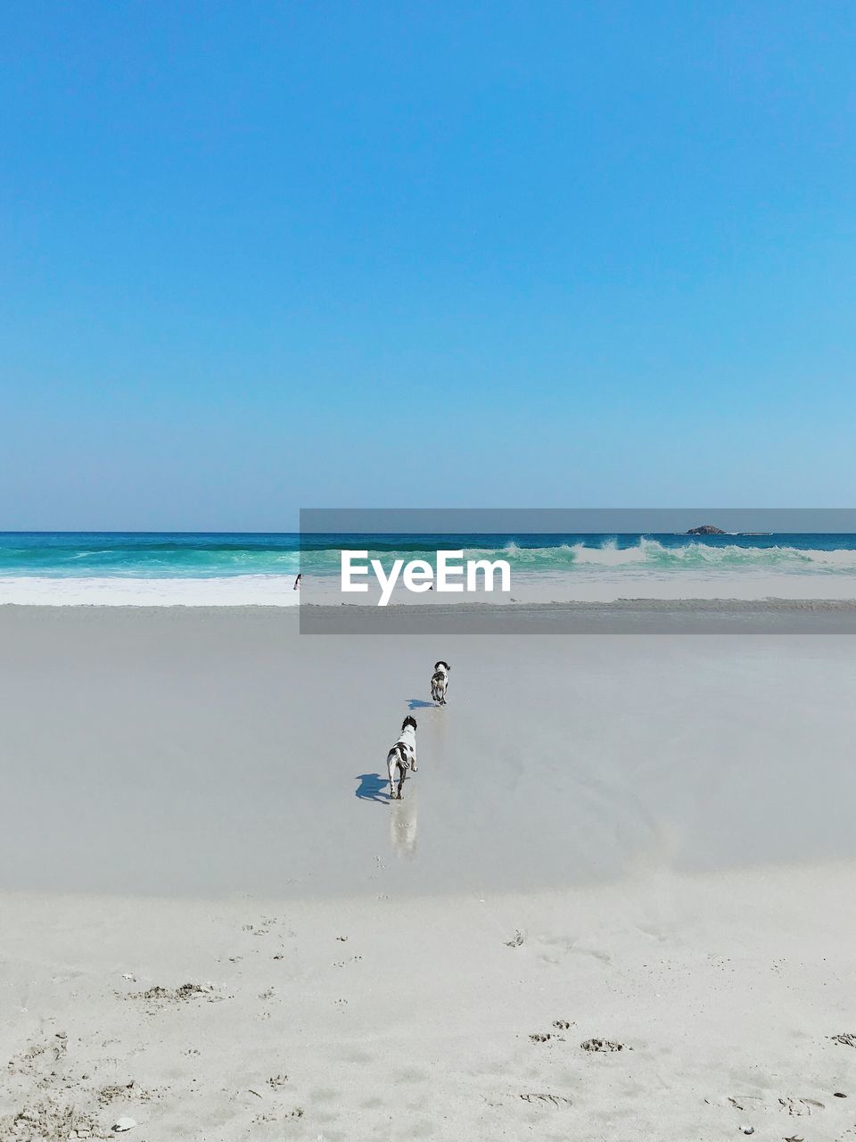 Dogs running at beach against clear blue sky