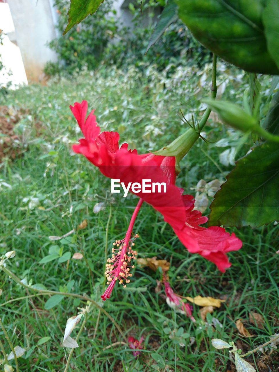 CLOSE UP VIEW OF RED AND PLANTS