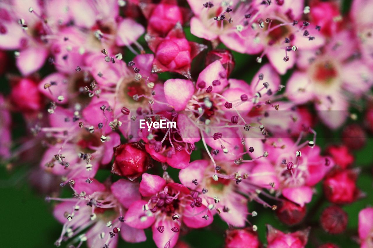 Flower Pink Color Springtime Multi Colored Close Up Eyeem