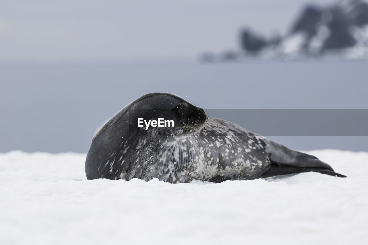 Close-up of seal lying on snowy field