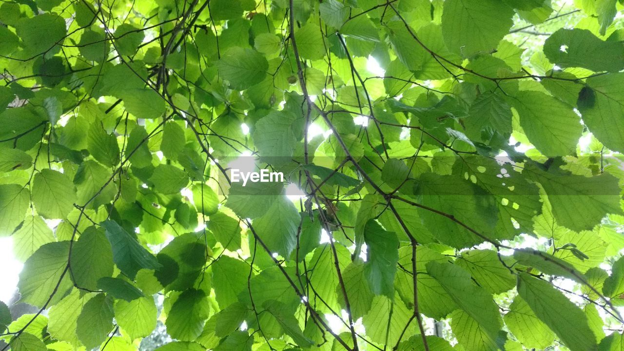 LOW ANGLE VIEW OF GREEN TREE