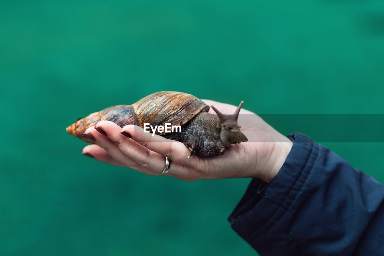 Cropped hand of woman holding snail