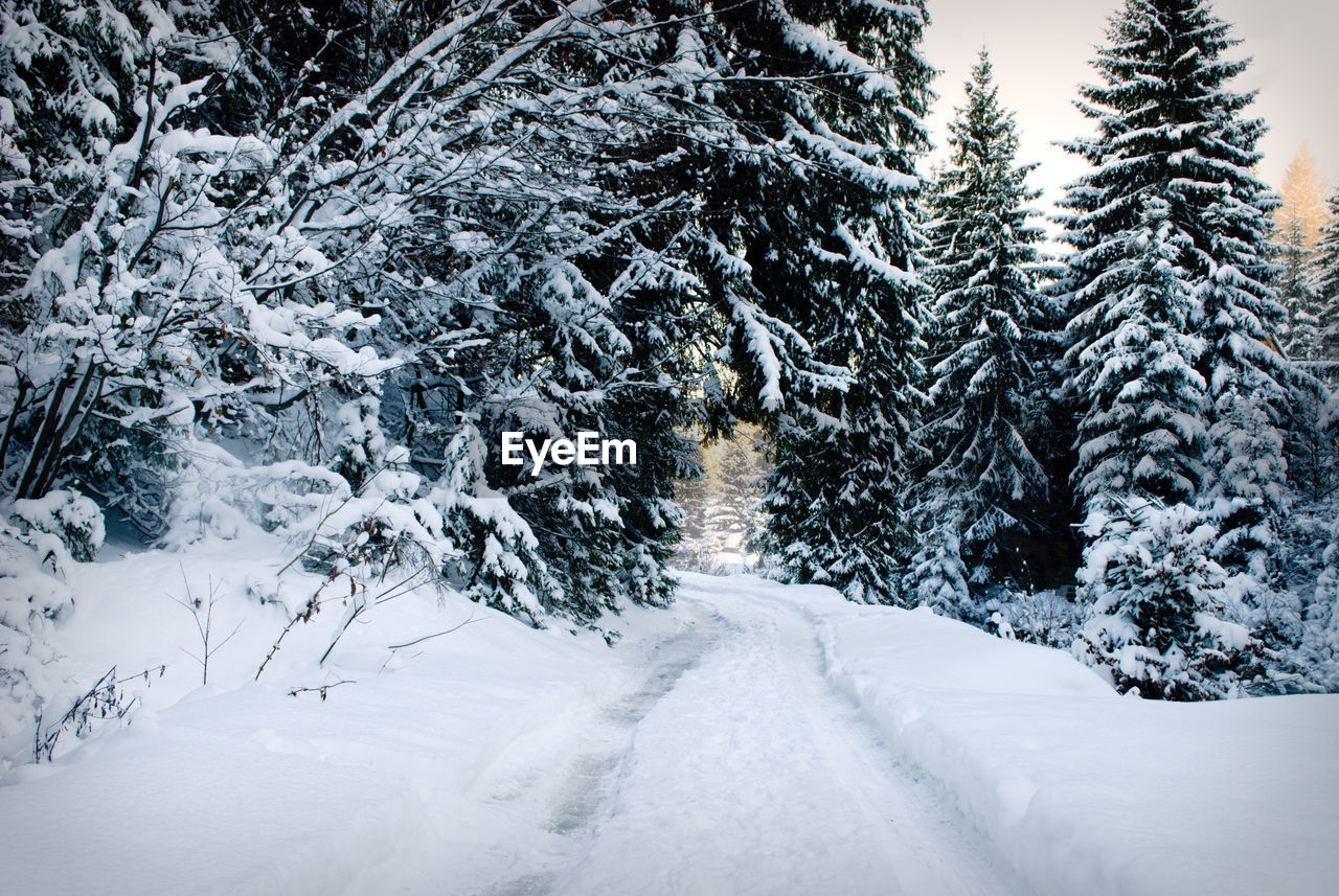 SNOW COVERED TREES BY ROAD