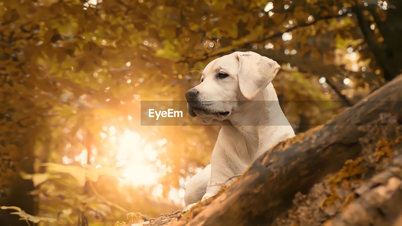 animal, mammal, animal themes, pet, one animal, dog, canine, domestic animals, tree, sunlight, nature, plant, lens flare, autumn, looking, forest, no people, back lit, outdoors, cute, sun, land, white, retriever, plant part