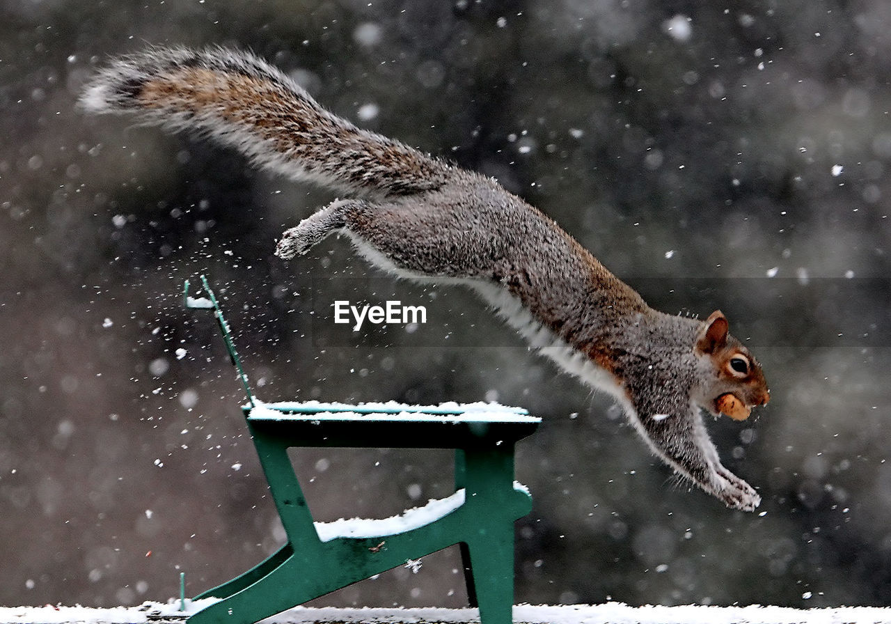 HIGH ANGLE VIEW OF SQUIRREL ON SNOW COVERED LANDSCAPE